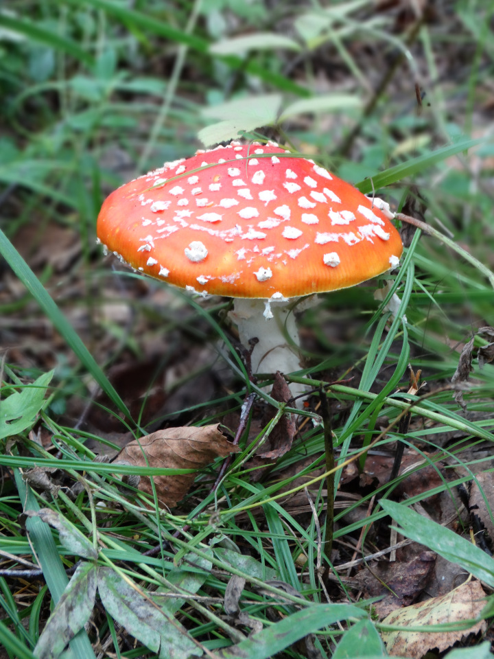 Каменный остров. Поездка с БЖД куколкой от Лиликэт (фото 2)