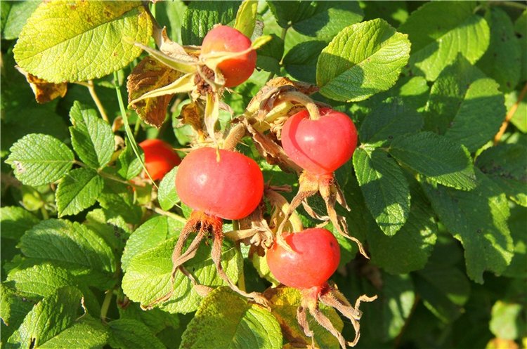 Инопланетянка Нийя. Custom Blythe Doll UFO Go Go Takara