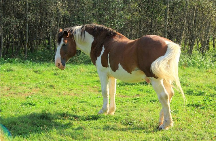 Нийя. Воспоминание об осени, Чукавино, Эко-Лэнд