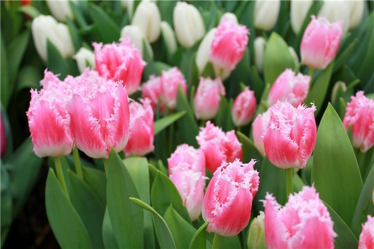 Тюльпановый Рай, продолжение. Выставка тюльпанов в Твери. Mini Layla elf Sunkissed skin от Kaye Wiggs