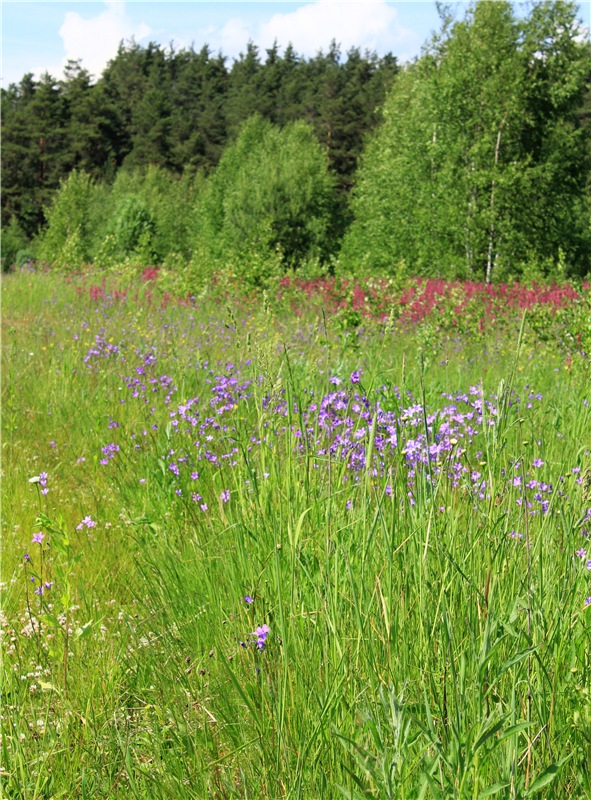 Малиновый Июнь, продолжение. BJD Gigi от Meadow Dolls