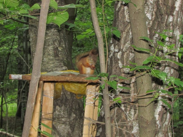 Веселое путешествие по Парку Измайлово