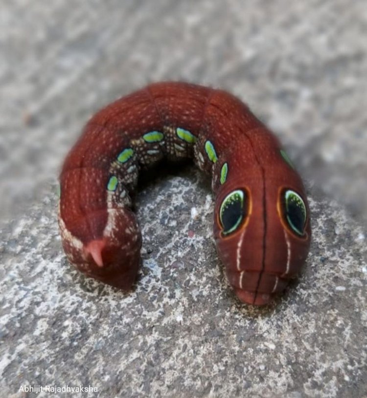 Любителям природы - профессиональные фотографии (выпуск 4)