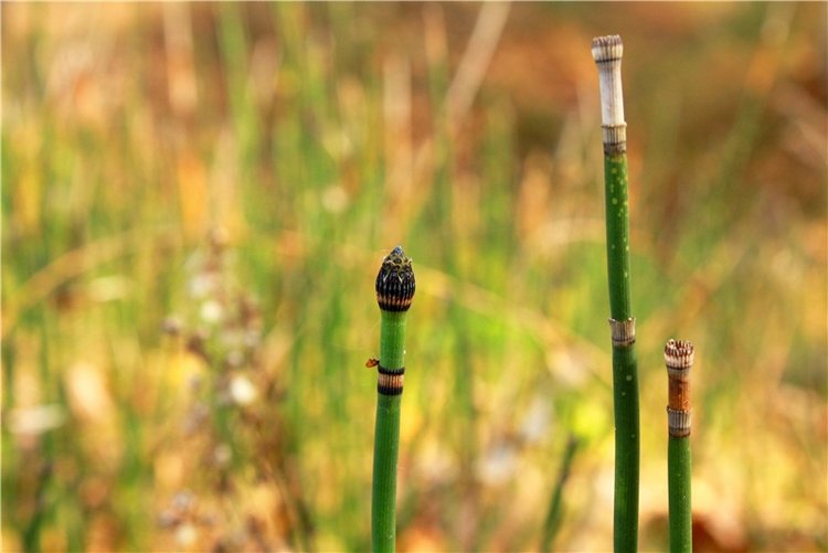 Гришутка — Винтажные куклы ГДР (Немки): Бигги