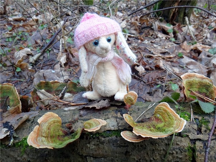 23 февраля - расцвели синие подснежники