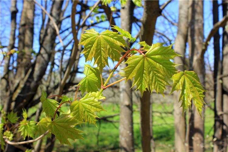 Путешествие Софи в Старицу, продолжение. Lati HoneyBee New Mystic Sophie