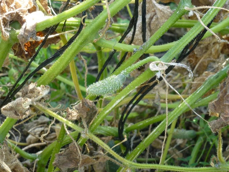 Отдых в деревне с Джой — Туризм и путешествия: фотоотчеты из поездок