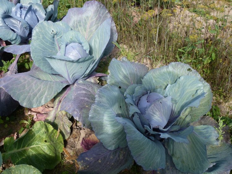 Отдых в деревне с Джой — Туризм и путешествия: фотоотчеты из поездок