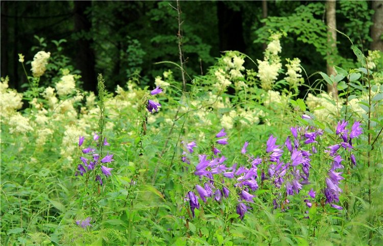 Путешествие Виолы в Усадьбу Знаменское-Раёк
