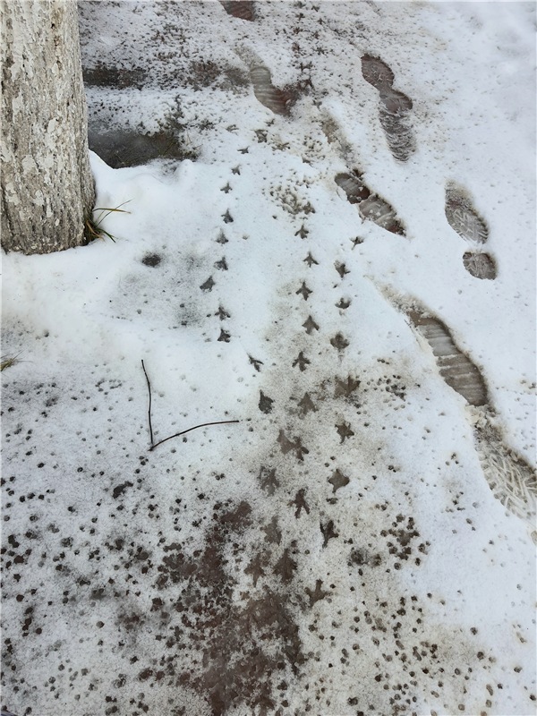 Рождественская Ярмарка в Твери