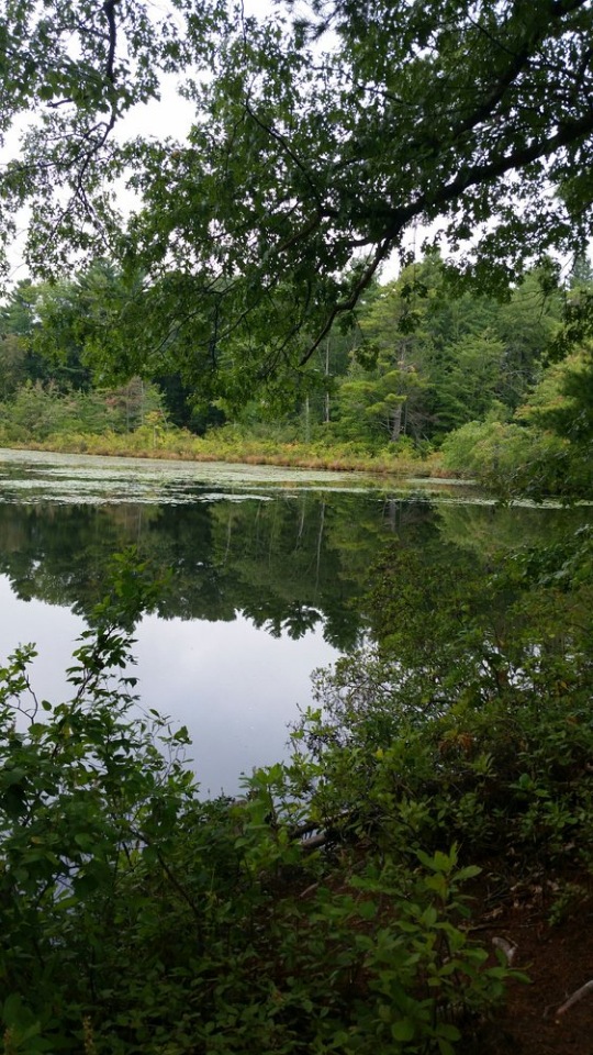 Прокатимся на машине времени? Поселение Старбридж. Новая Англия. 1830 год