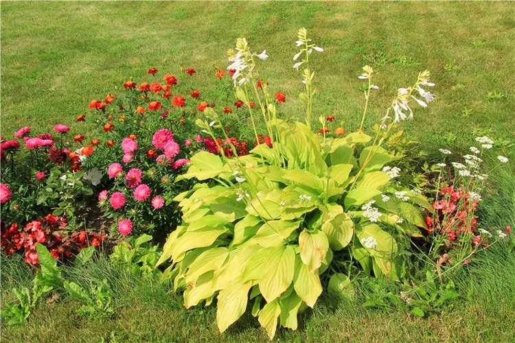 Августовская прогулка в Берново. Zwergnase Mischa