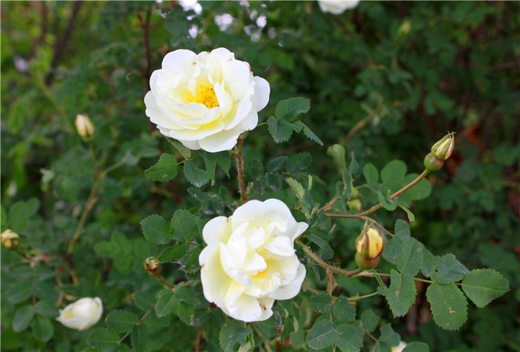 Я к Вам лечу воспоминаньем...Пушкинский праздник поэзии в Берново, 2019 год