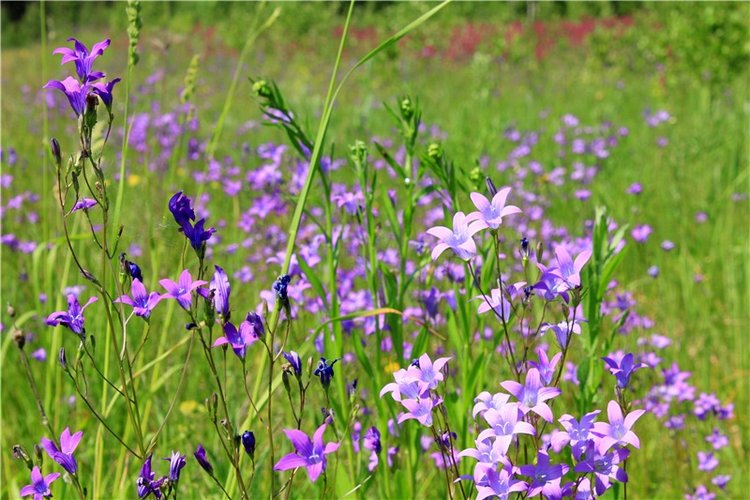 Малиновый Июнь, продолжение. BJD Gigi от Meadow Dolls