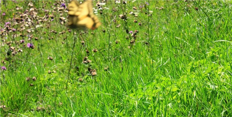 Подарок для Бенни | Бэйбики Подарок для Бенни — Куклы Iplehouse (Иплхаус): BJD (БЖД)