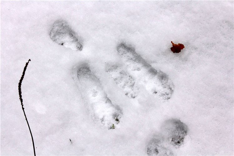 Бейли и Дий. Mini Bailey SK от Meadow dolls