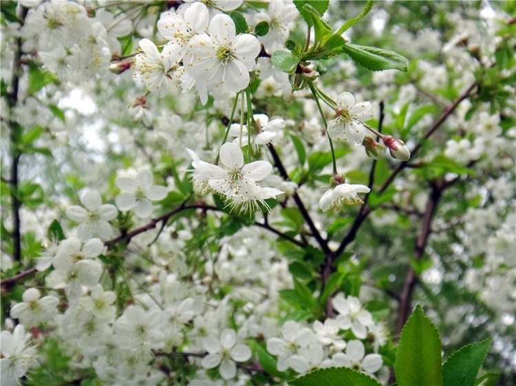 Просто Весна — Красивая природа и цветы: фото пейзажей