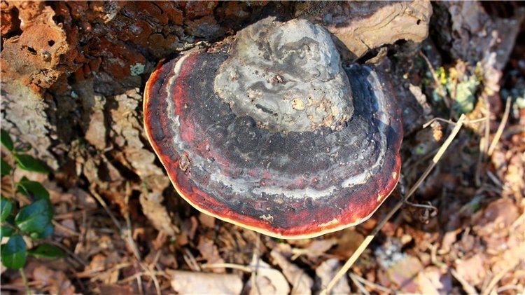 Весенняя Фея. Kyrra Fair Meadow doll | Бэйбики Весенняя Фея. Kyrra Fair Meadow doll (фото 6)