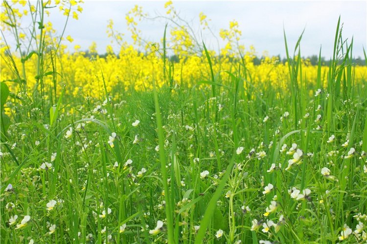 Солнечное поле. Twinkles Ella Chocolate