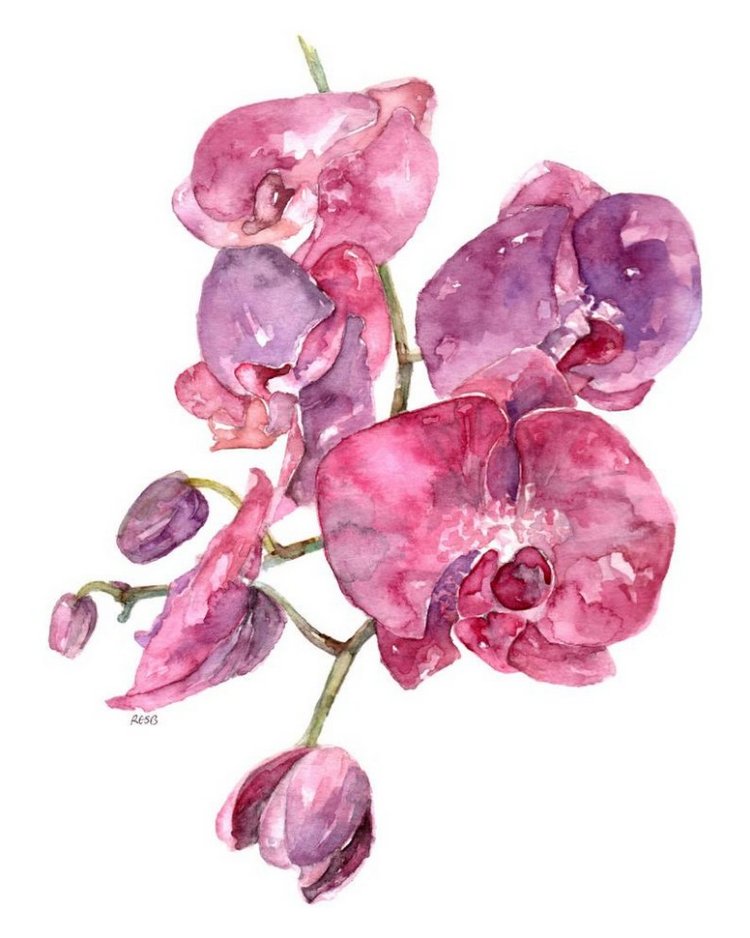 TheColorfulCatStudio - Иллюстрированная флора by Rachel Byler