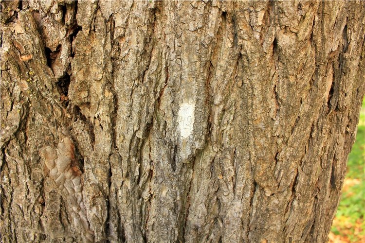 Путешествие Dal Hangry в Грузины, продолжение