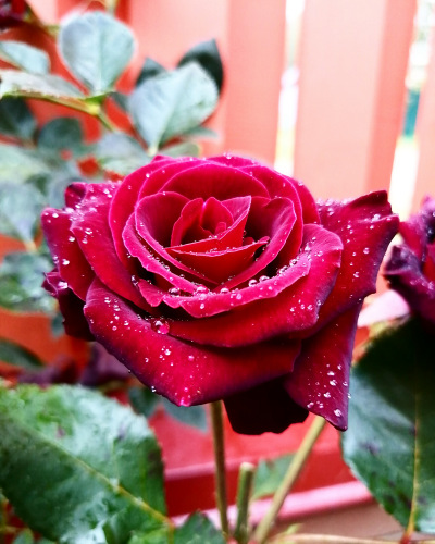 Самая очаровательная Розочка в моём саду | Бэйбики Самая очаровательная Розочка в моём саду (фото 2)