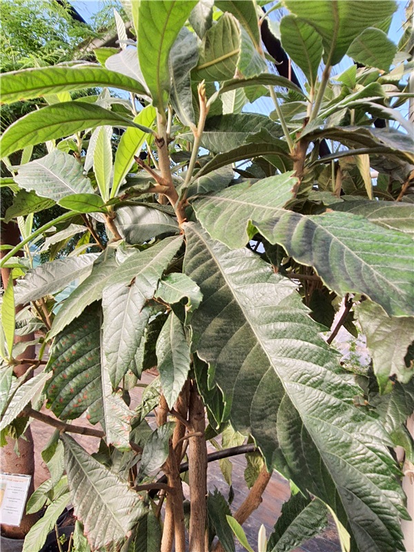 Выставка тюльпанов в Твери, продолжение