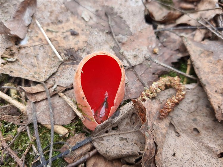 Путешествие Имани в ПанИку