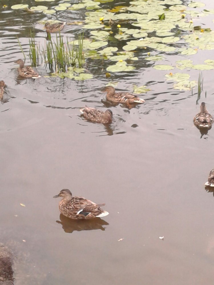Наше лето, часть 1 — Куклы и тела Obitsu (Обитсу): 1/6 (фото 10)