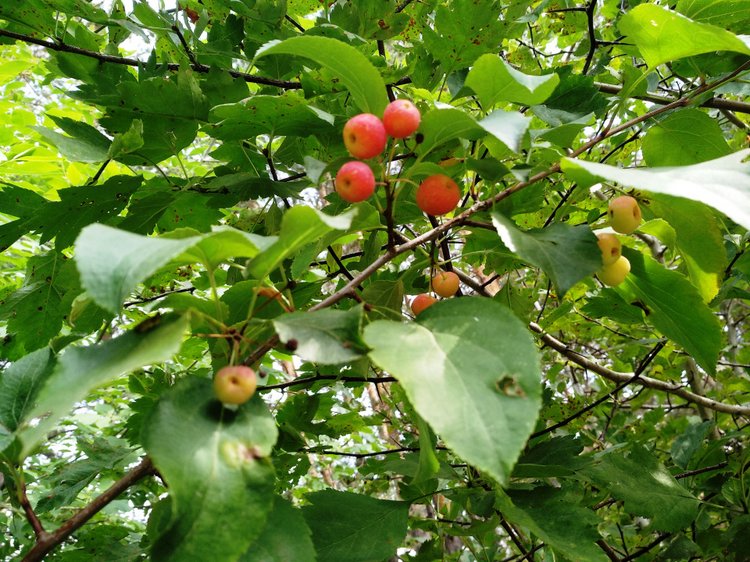 Тайна моего имени. Часть вторая. Надо быть похожей на саму себя (фото 6)
