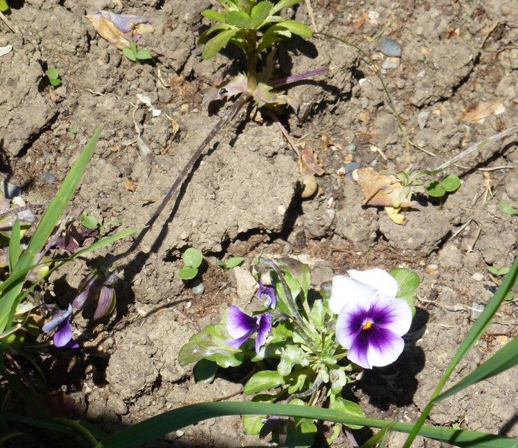 Сочи-Адлер: Южное Взморье - Мои любимые куколки на отдыхе