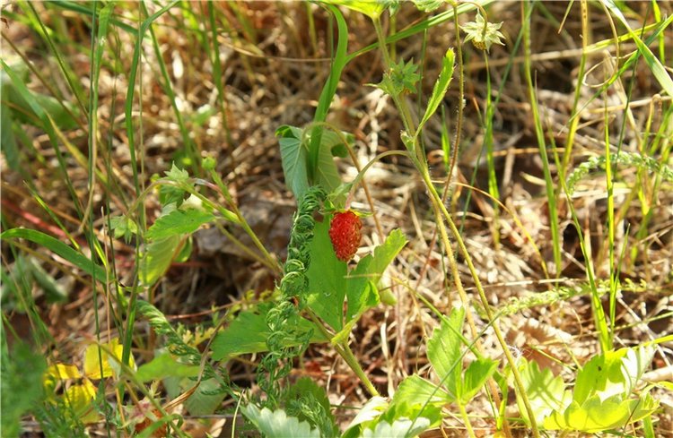 Малиновый Июнь, продолжение. BJD Gigi от Meadow Dolls