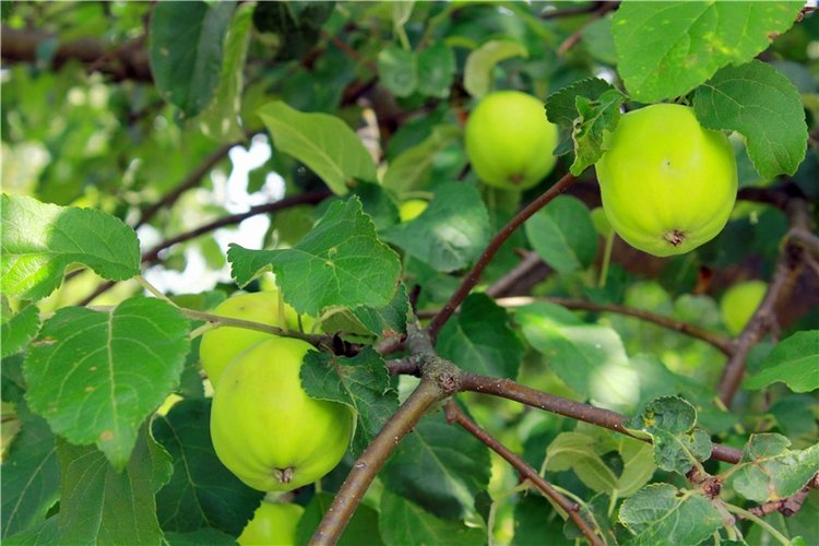 Любимая Старица. Свято-Успенский мужской монастырь (фото 4)