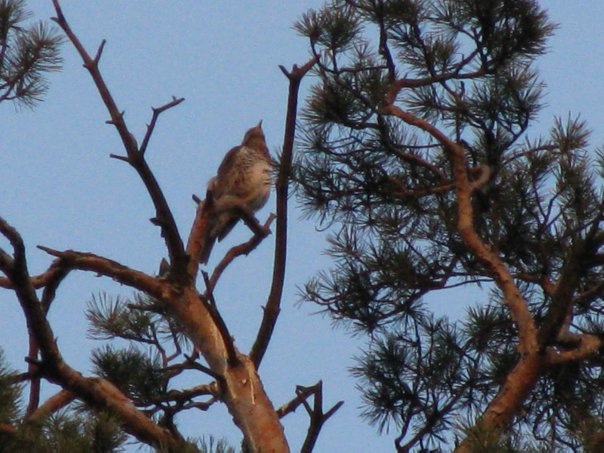 Разнообразие животного мира