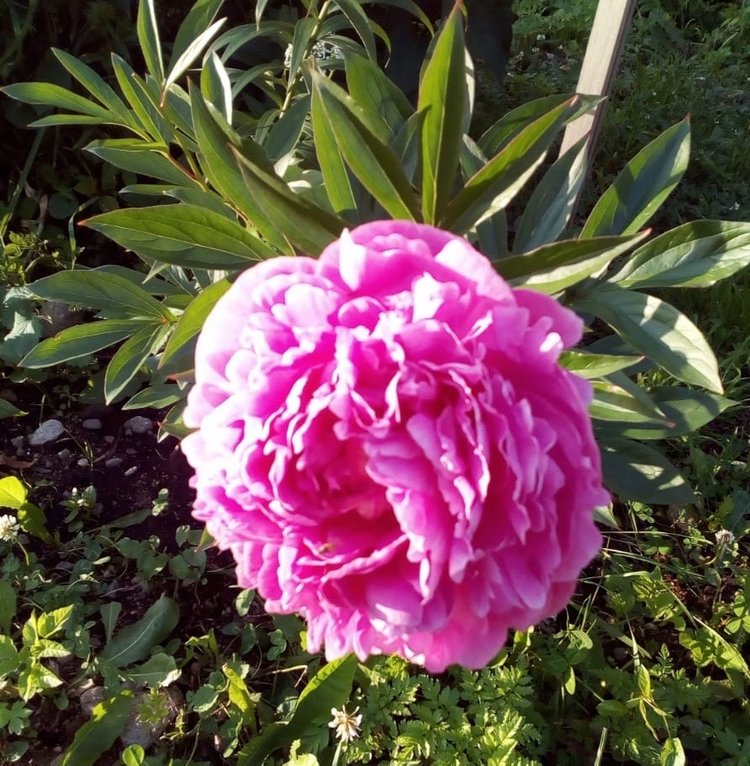 Цветы — роскошный дар природы (фото 9)