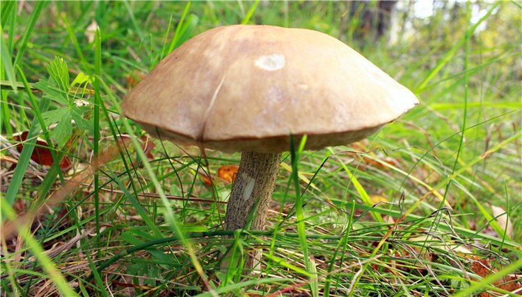 Странница во времени — Антикварные куклы Simon & Halbig (S&H): Симон Хальбиг (фото 7)