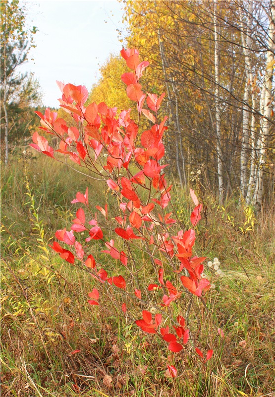 Кейт - Девочка Осень — Антикварные куклы Armand Marseille (AM): молд 390