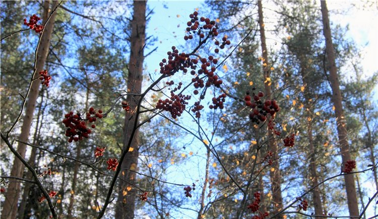 Осенняя прогулка Tammy в лесу