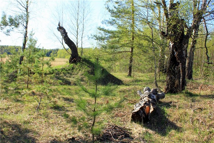 Прогулка Софи. Lati HoneyBee New Mystic Sophie | Бэйбики Прогулка Софи. Lati HoneyBee New Mystic Sophie