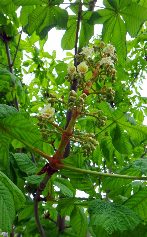 Просто Весна — Красивая природа и цветы: фото пейзажей