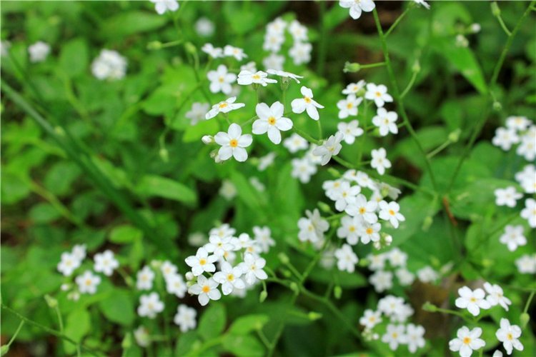 Ландышевый Лес. Twinkles Ella Chocolate (фото 6)