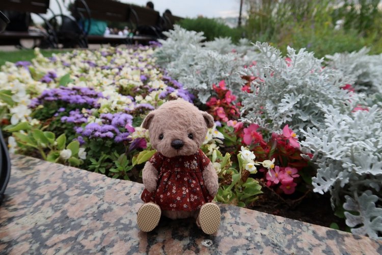 Знакомьтесь, новый вид медведей - медведь сумочный