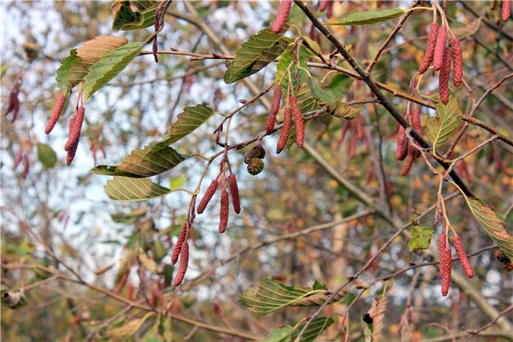 Путешествие Имани на Волгу, продолжение. Mini Imani от Kaye Wiggs