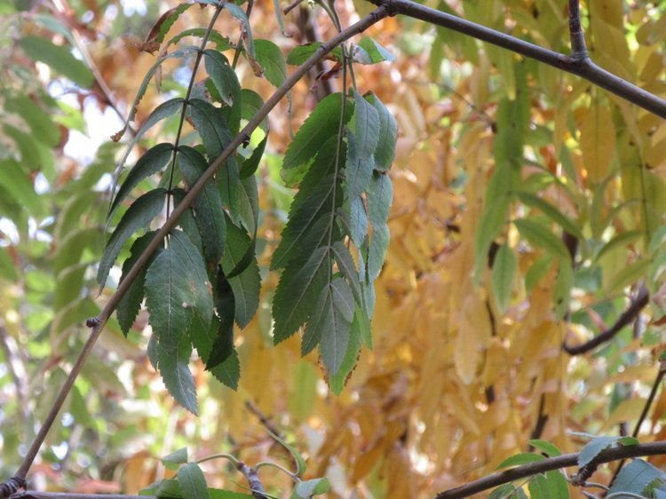 Осенняя пора в Ростове-на-Дону (фото 5)