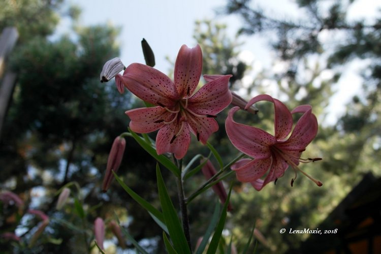 Мои куклы Kidz'n'Cats. Валентина (Мирель) 2017