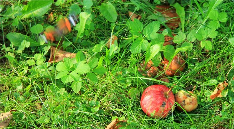 Августовская прогулка в Берново. Zwergnase Mischa