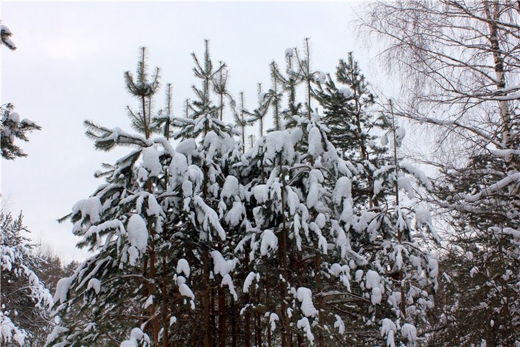 Рождественские гуляния, часть вторая. Zwergnase Mischa