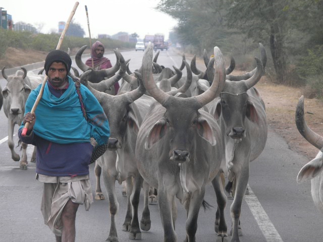 Сказочная Индия — Туризм и путешествия: фотоотчеты из поездок