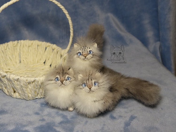 Котята Невские маскарадные, окрас Тэбби пойнт (фото 3)