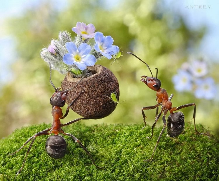 Уморительные муравьи — Интересное обо всем: поздравления